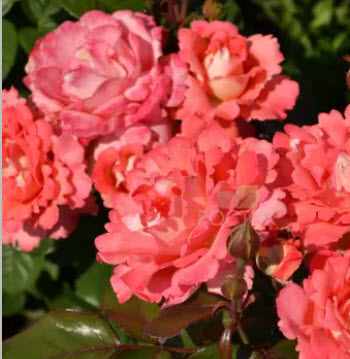 Роза Вайкики в коробке АФ 