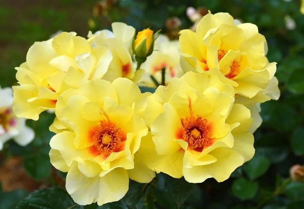 Роза парковая Айконик Лимонад в коробке ЦО 