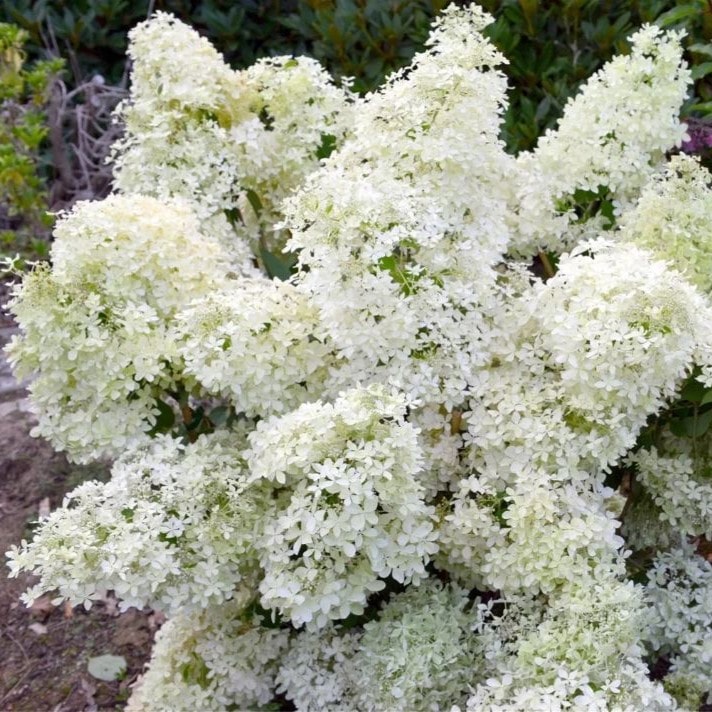 Гортензия метельчатая Дентель де Горон v3 Tim 