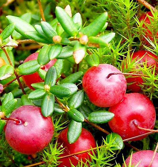 Клюква крупноплодная Мак Фарлен c2 h10-30 ЦО 