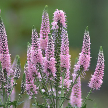 Вероника колосистая Фест Чойз v2 Tim 