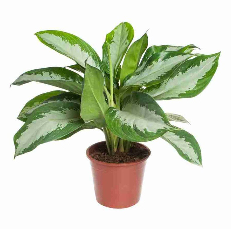 Аглаонема Бьюти d13 h40 