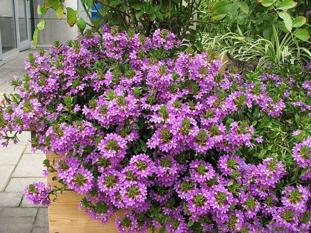 Сцеволла кашпо d25 bix 