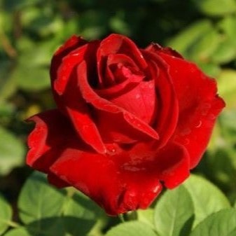 Роза чайно-гибридная Хот Поинт v5 Lav 