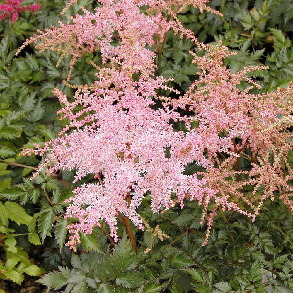 Астильба Пинк Лайтнинг v2 Lav 
