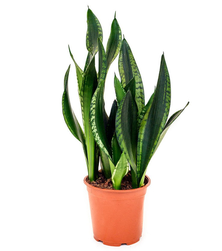 Сансеверия Сильвер Флейм d14 h40 