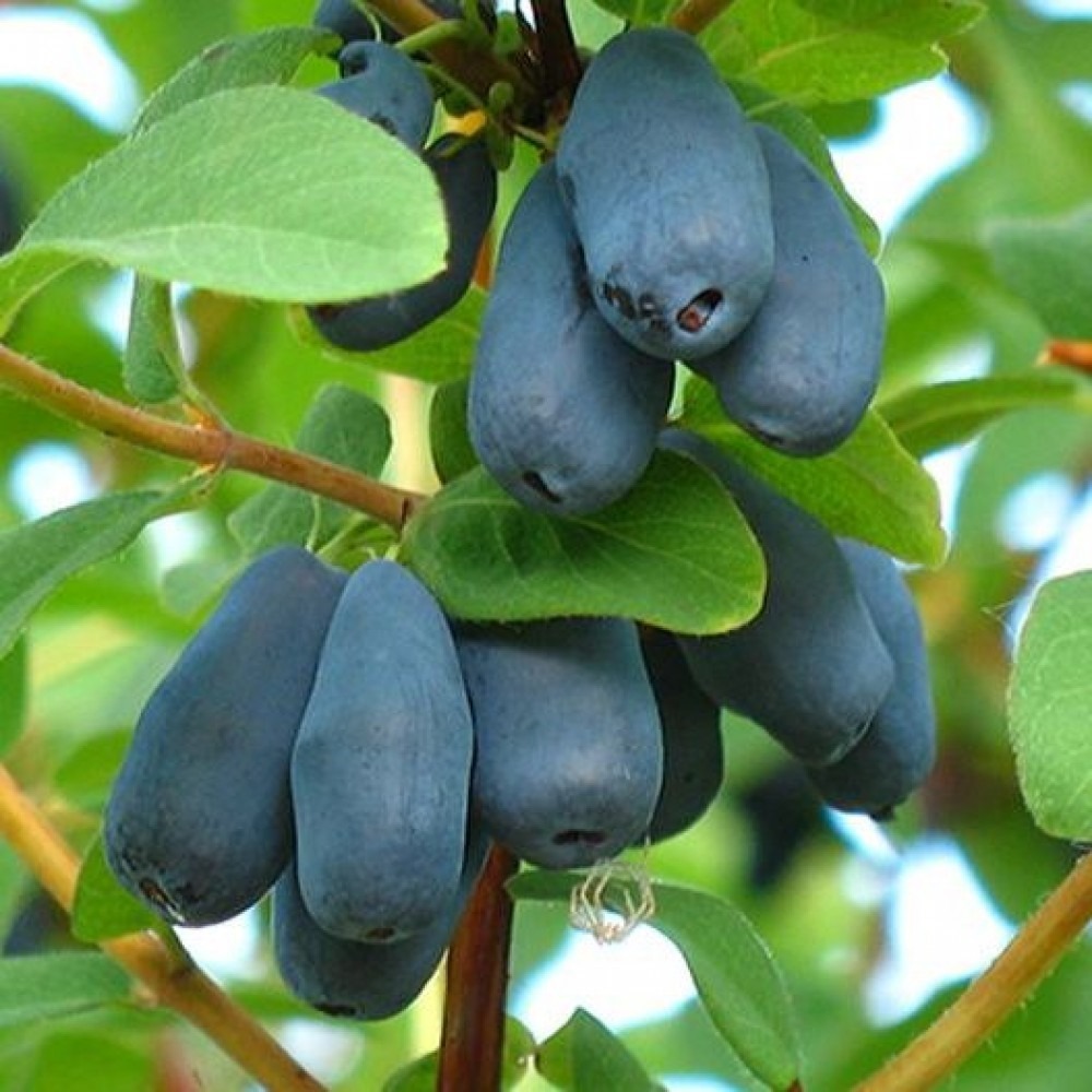 Фиалка Жимолость