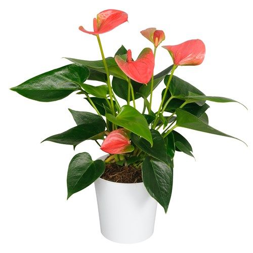 Антуриум Андреанум Карма Грандифлора микс d17 h60 