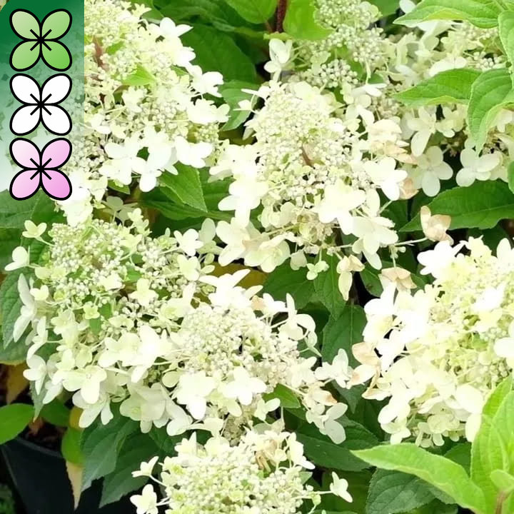 Гортензия метельчатая Пандриа v3 Lav 
