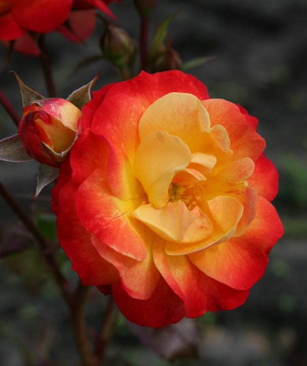 Роза флорибунда Фаерберд v5 Dem 