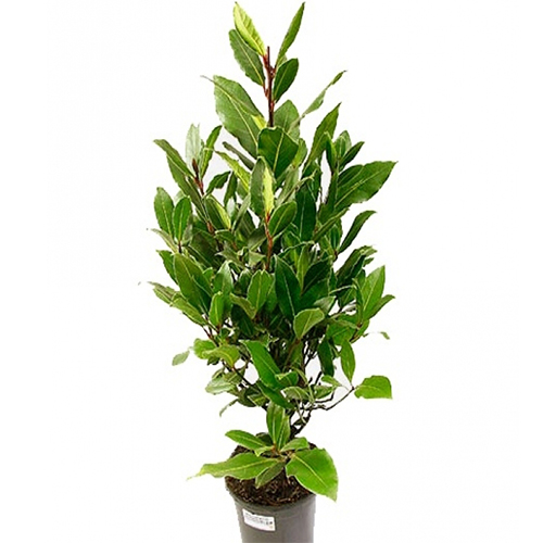 Лавр Нобилис d11 