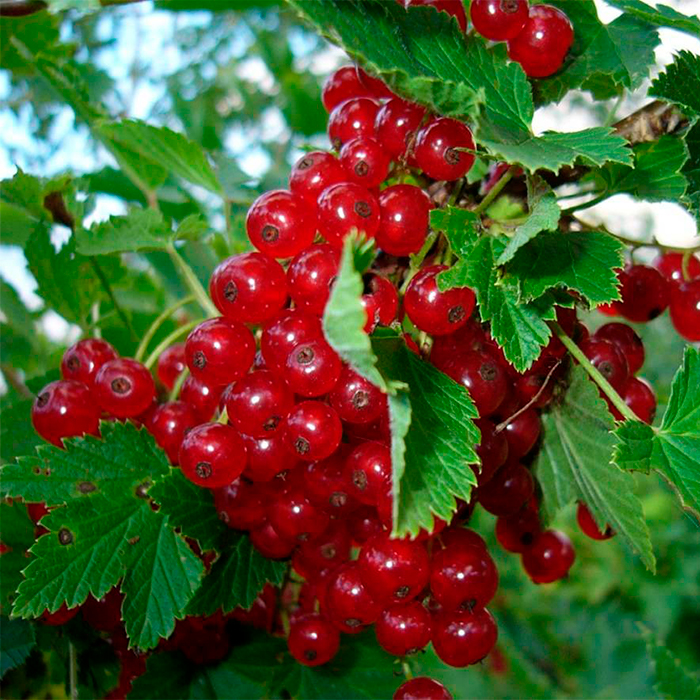 Смородина красная Красная Жара v2-3 Tim 