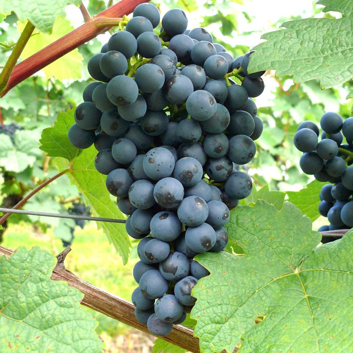 Виноград плодовый Регент фиолетовый в коробке, Tim 