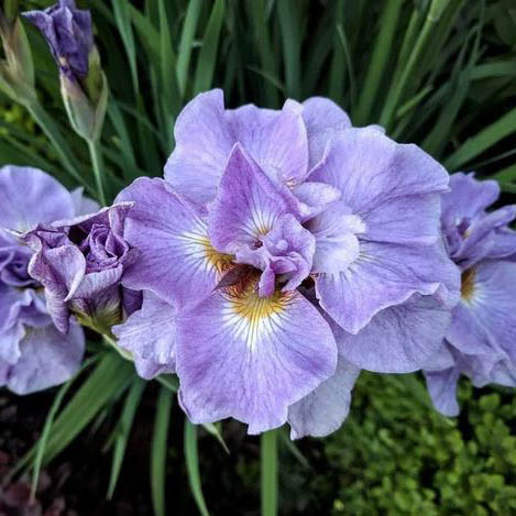 Корневище Ирис Сиберика Пинк Пэрфайт , 1 шт/уп 