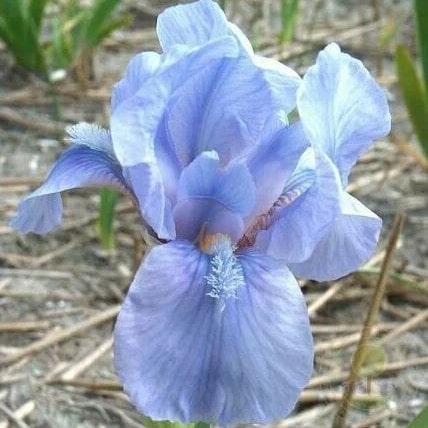 Ирис карликовый Литл Сапфир v2 Tim 