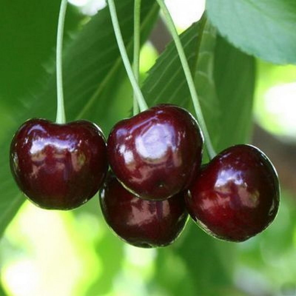 Черешня Ленинградская Черная поздн v10 140-160 ЦО 