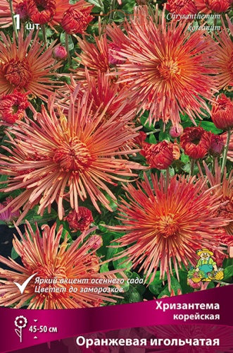 Корневище Хризантема корейская Оранжевая игольчатая I 1шт Поиск 