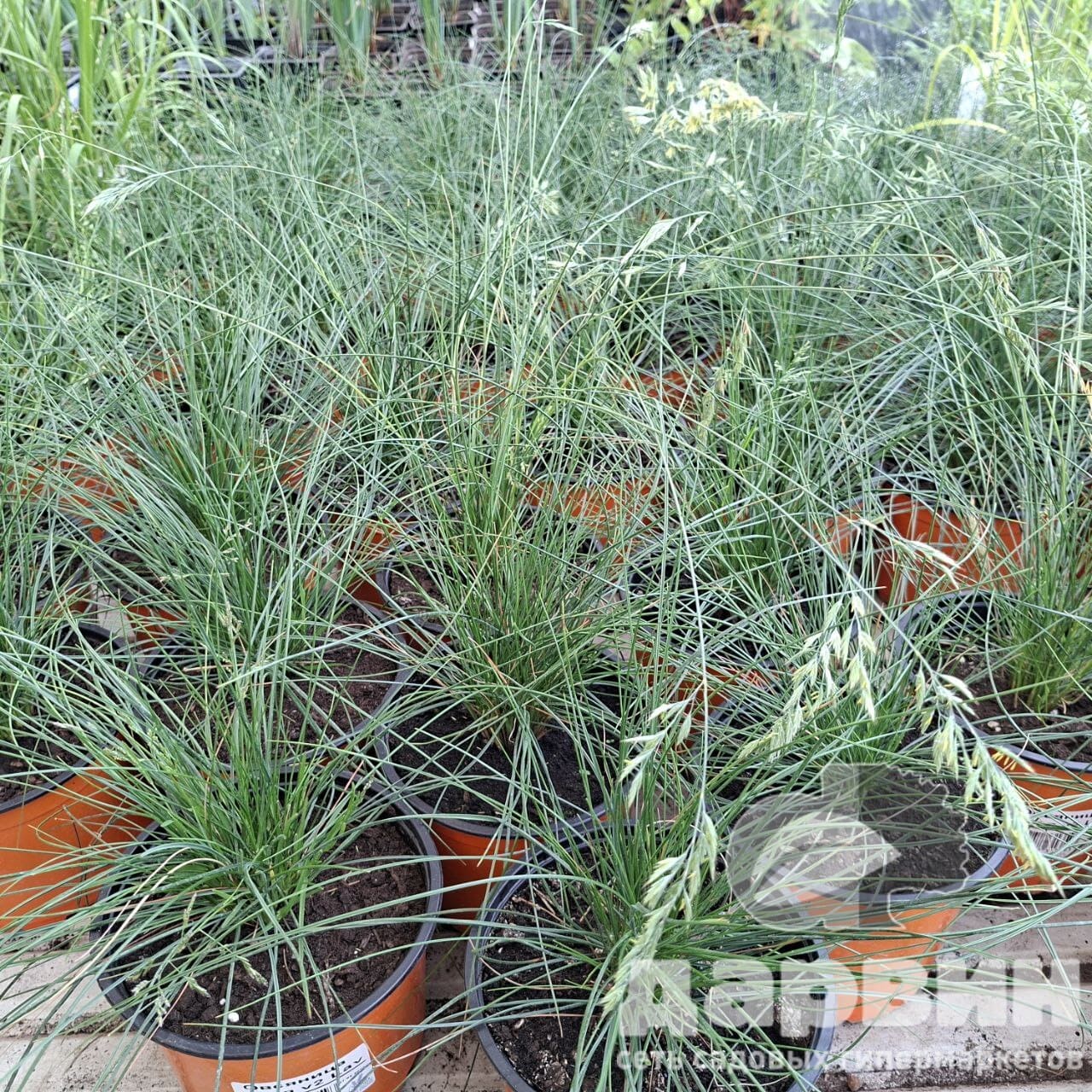 Овсяница сизая v2 Lav 