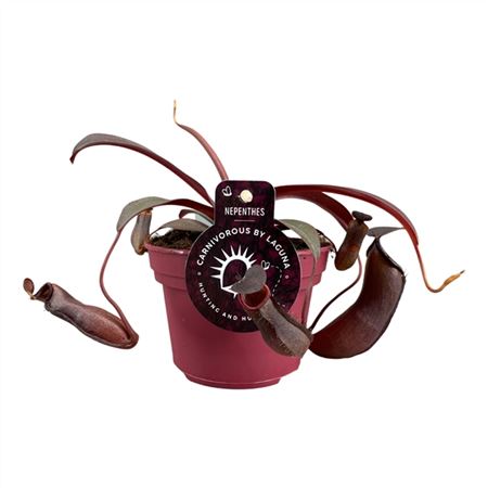 Непентес Ребекка d8 h20 