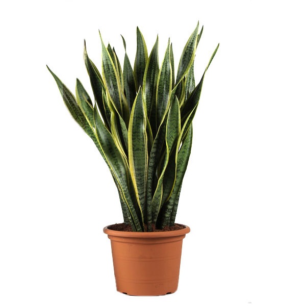 Сансевиерия Лауренти d17 h60 