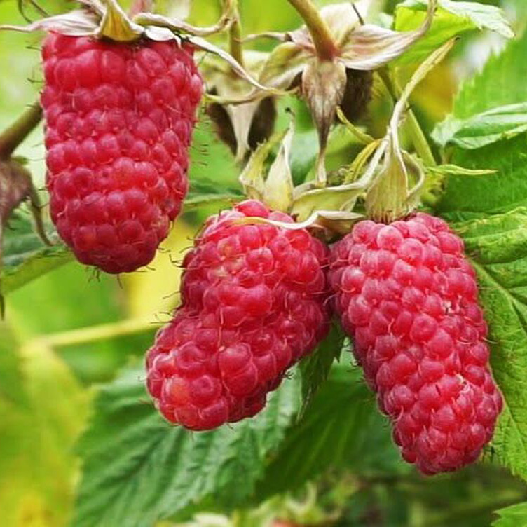 Малина обыкновенная Гордость России, красная v1 Tim 