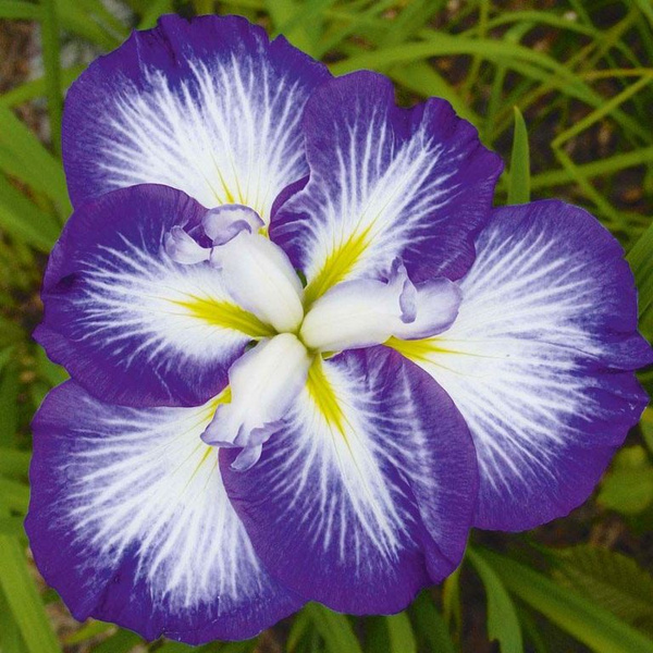 Ирис японский С2 ЦО 