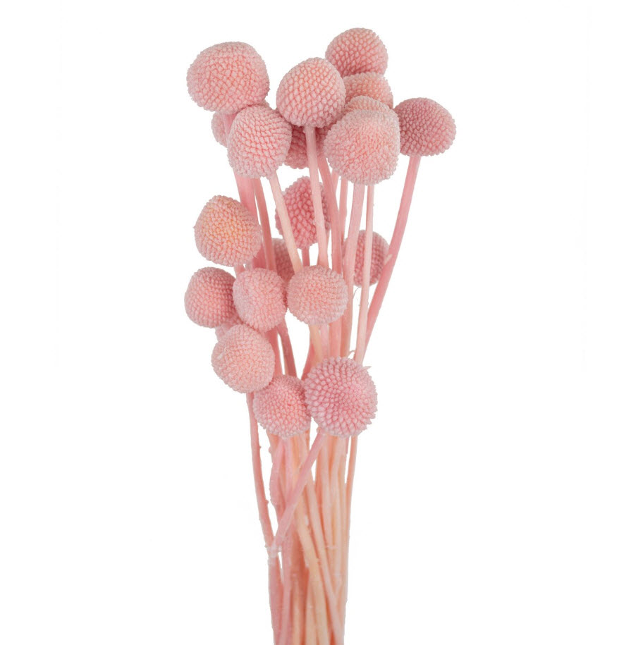 Сухоцветы Краспедия набор 20шт 60см, светло-розовый по цене 