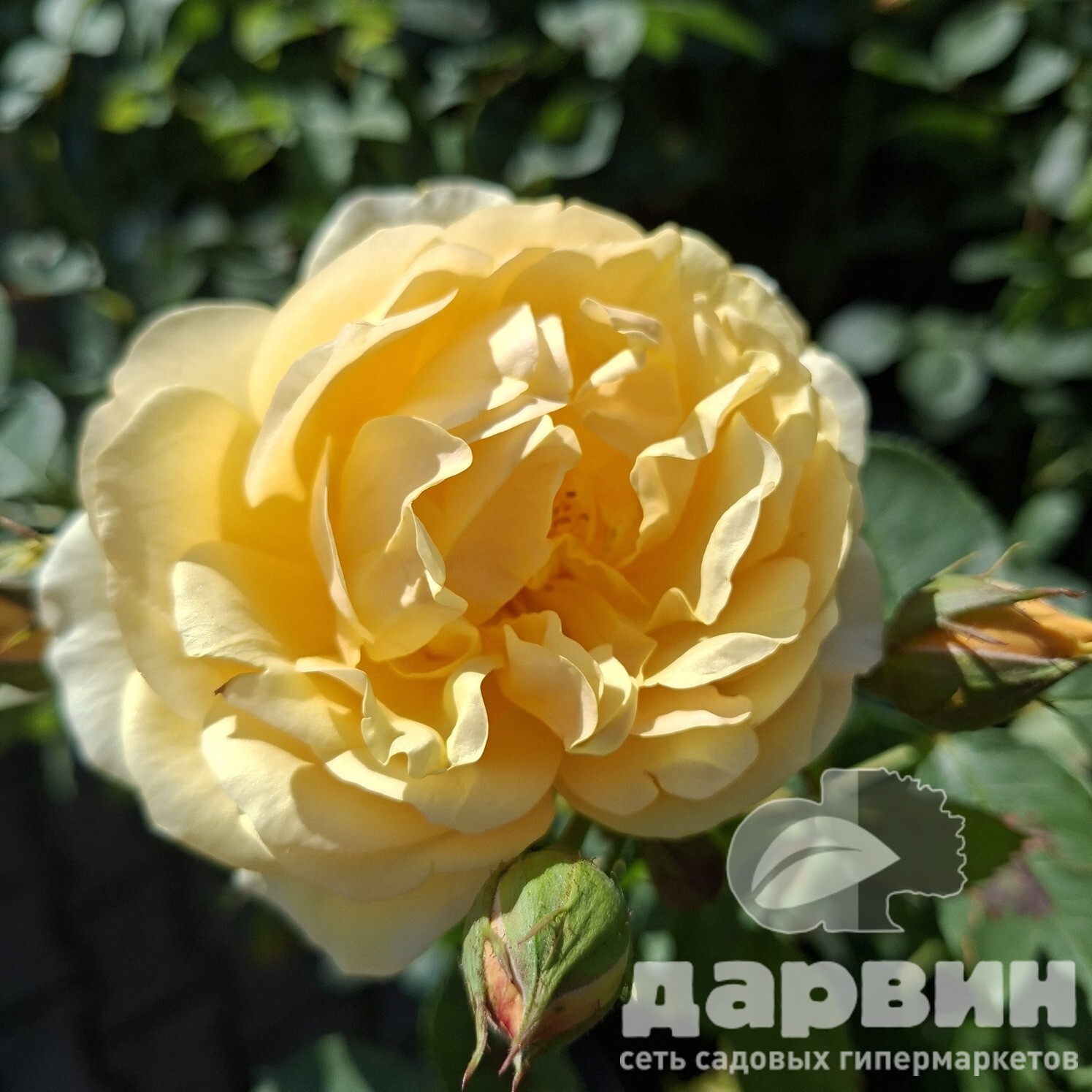 Роза английская Грехам Томас v5 Lav 