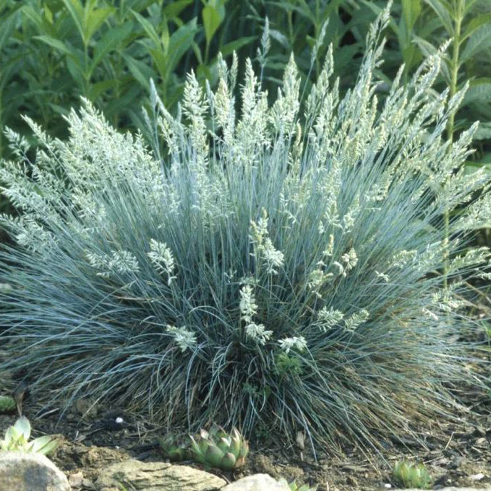 Овсянница d 11 Tim 