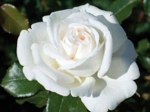 Роза чайно-гибридная Ломоносов  v5 Lav 