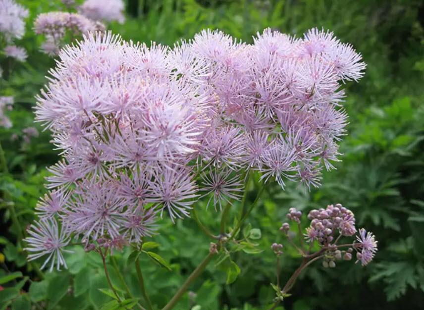 Василистник v1,5 Push 