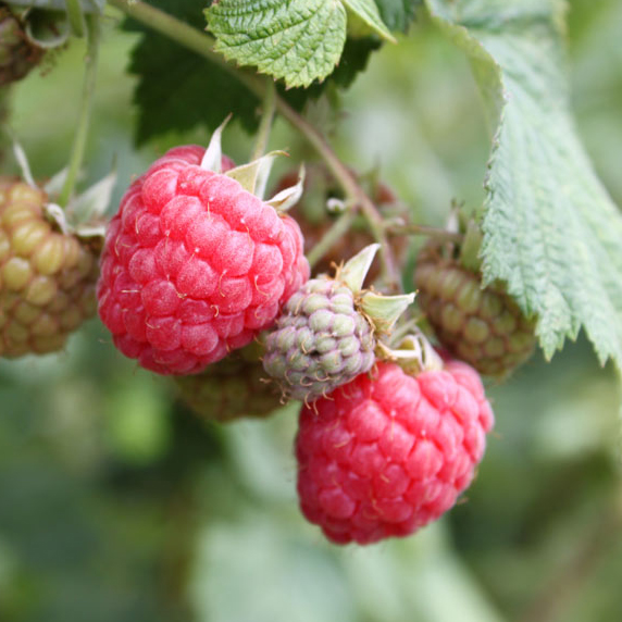 Малина крупноплодная Октавия красная в коробке Tim 