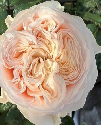 Роза чайно гибридная Парадиз Бич в коробке Биосфера 