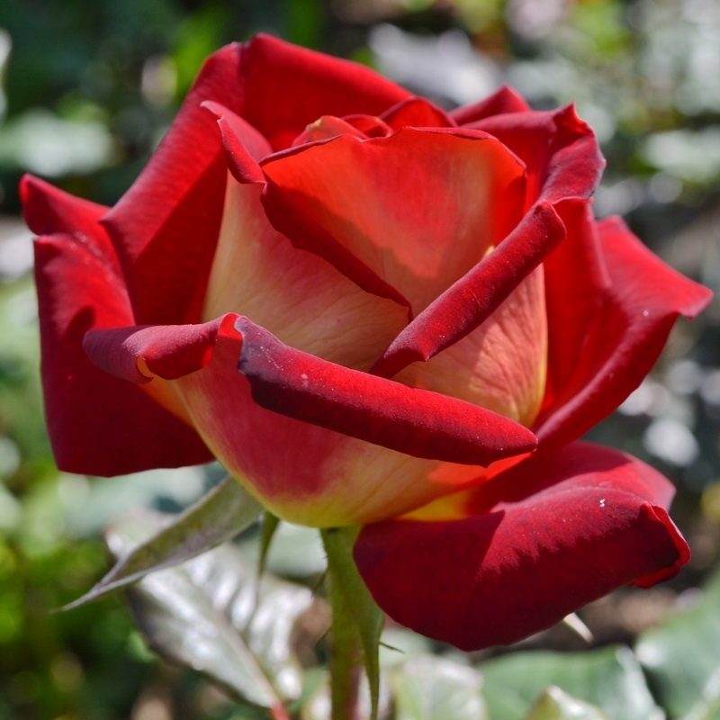 Роза чайно-гибридная Нью Фэшн в коробке ЦО 