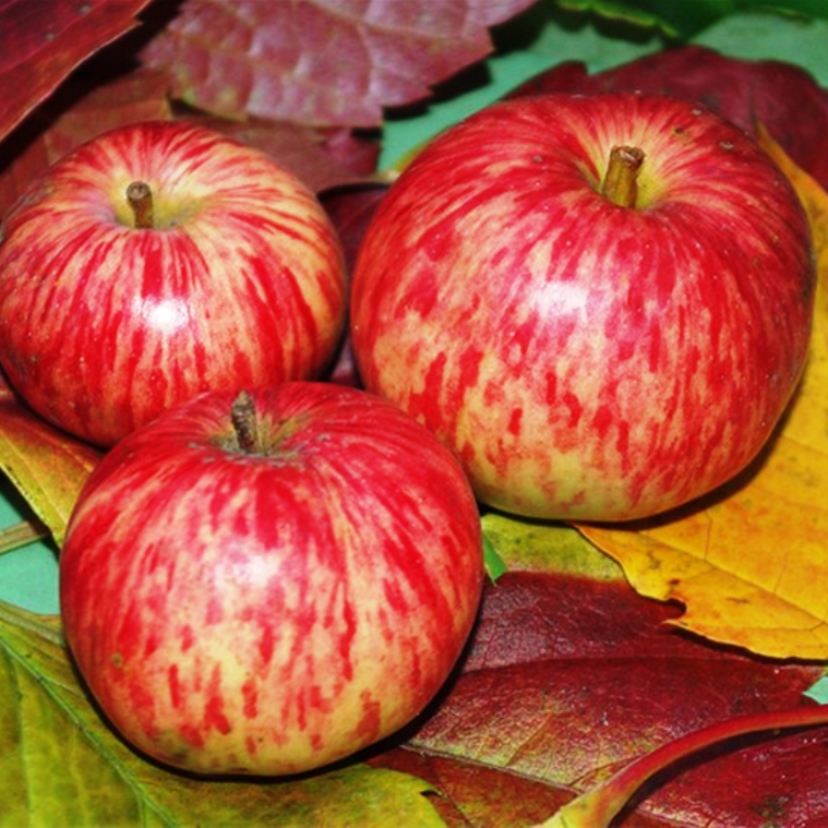 Яблоня Коричное полосатое v7,5 125-150 