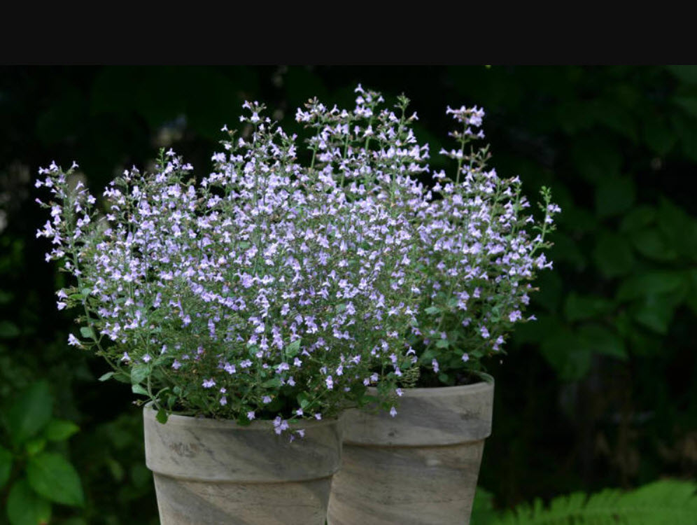 Душевник v1,5 Push 