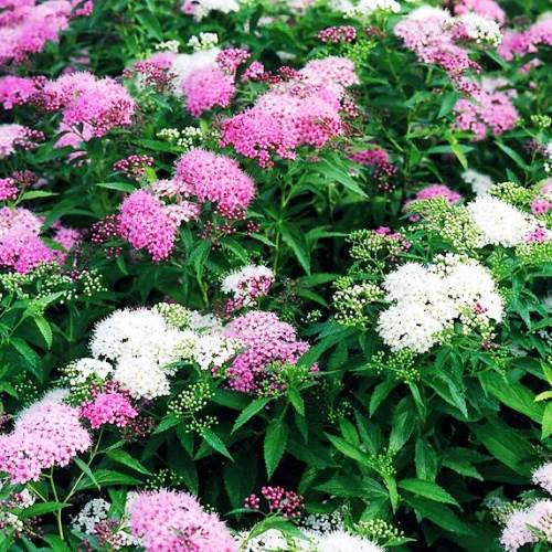 Спирея японская Генпей с2/20-30 UL 