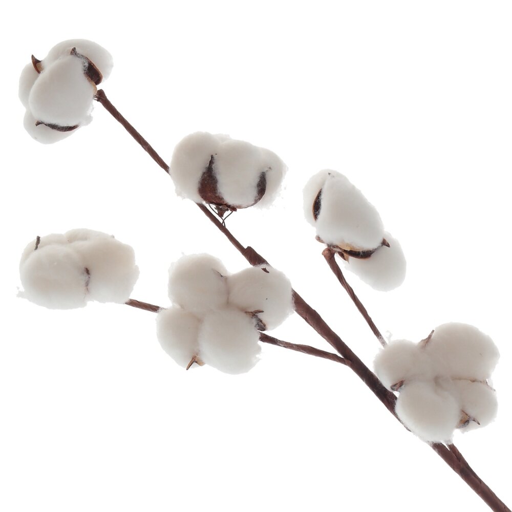 Cotton Branch