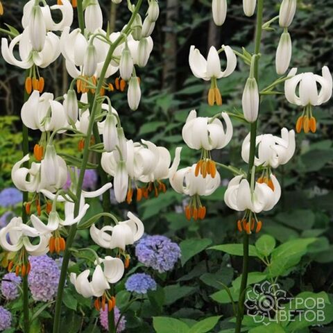 Луковица НВМ Лилия Кудреватая  Сноу Морнинг 12/14 1 шт 