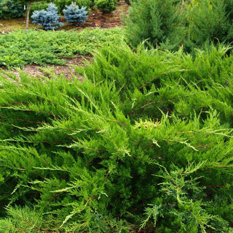 Можжевельник средний Минт джулеп v3 15-20см Lav 