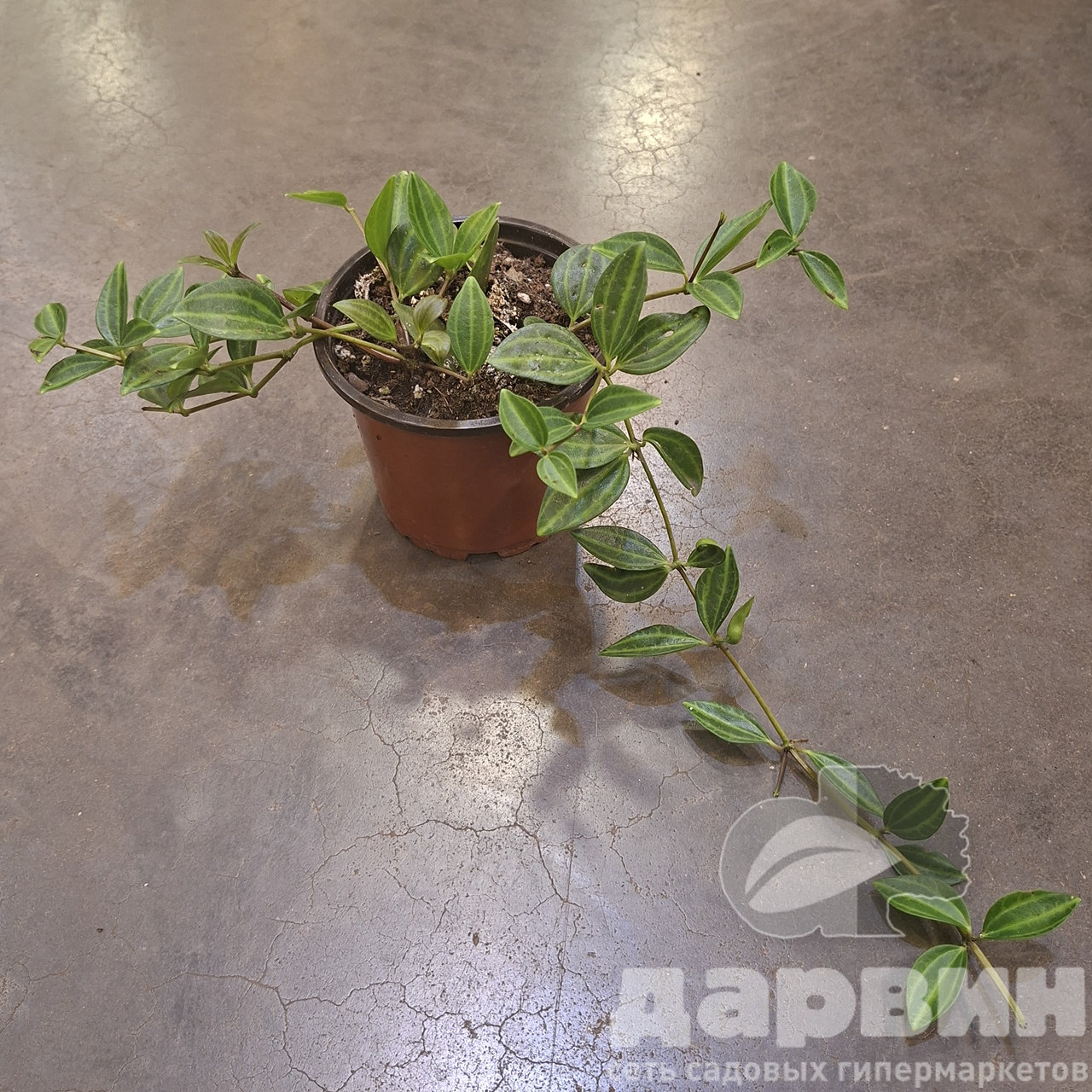 Пеперомия Ангулата d10 Tim 