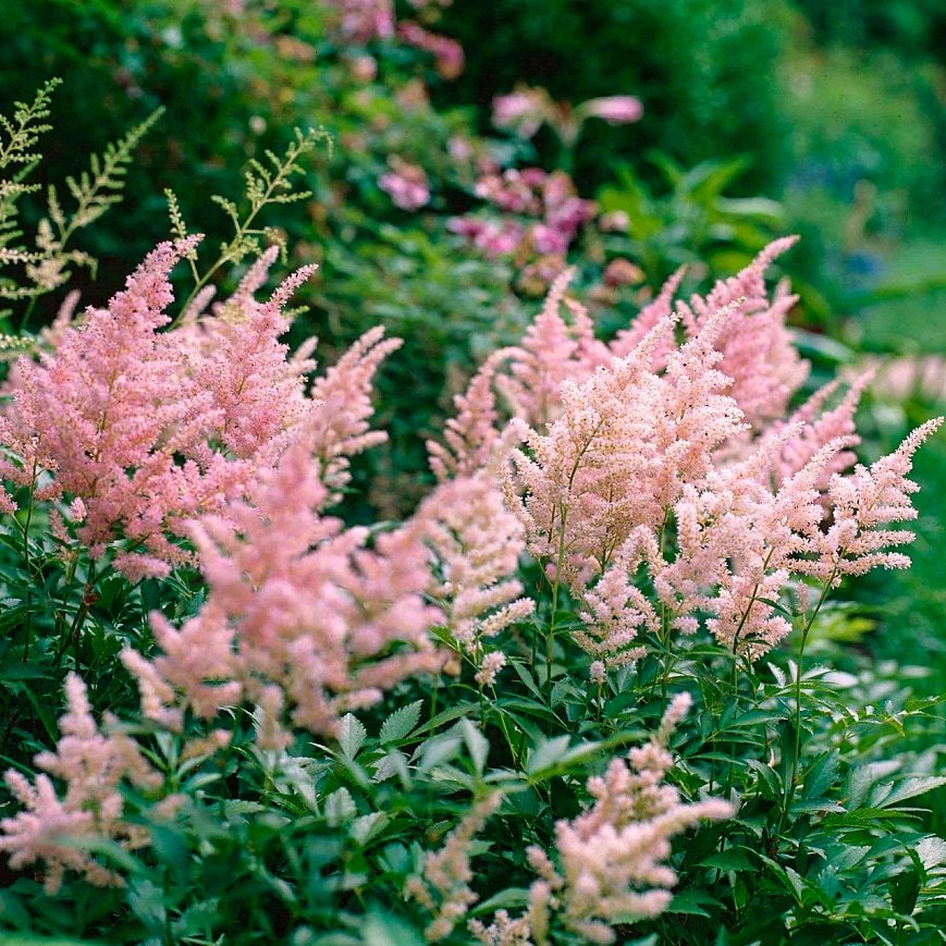 Астильба Пич Блоссом v2 Tim 