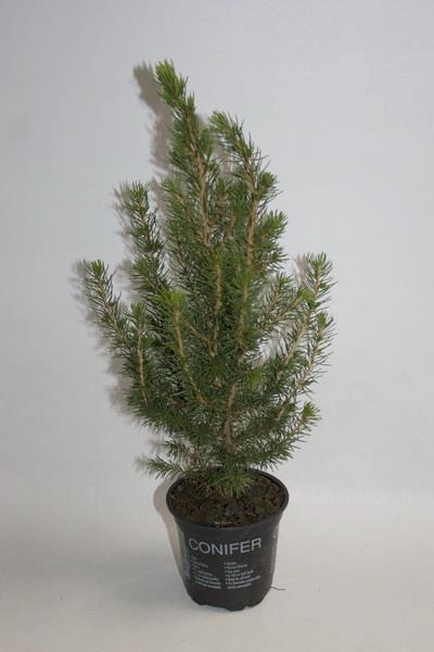 Ель Коника новогодняя d9 h25 по цене 