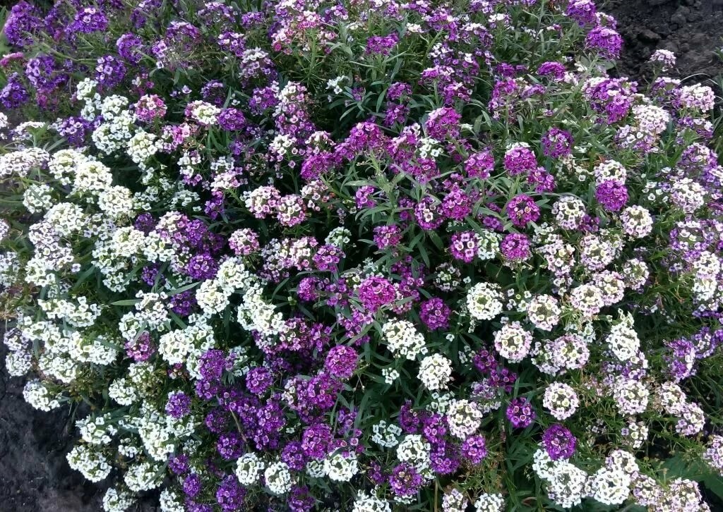 Алиссум ампельный смесь D23 ПВ 