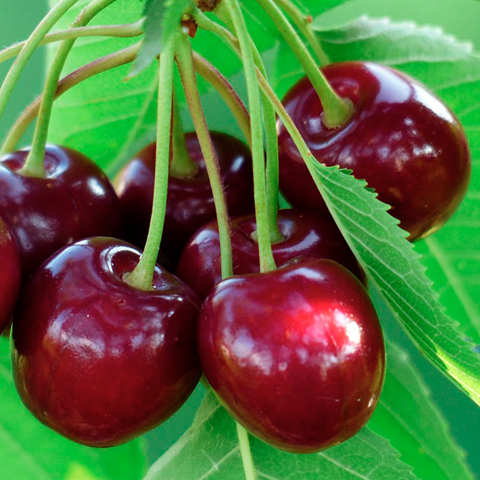 Черешня Устойчивая v5-10 Tim 