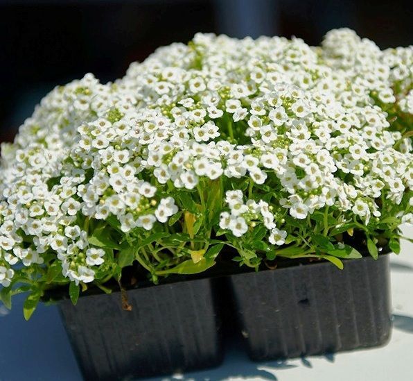 Алиссум в кассете 6шт Tim 