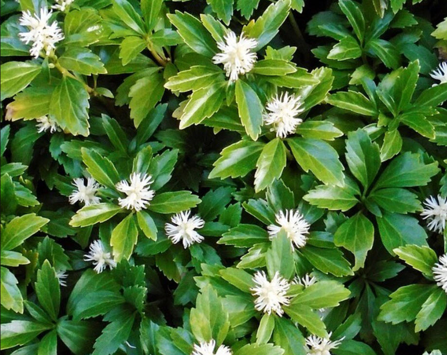 Пахизандра p9 Push 