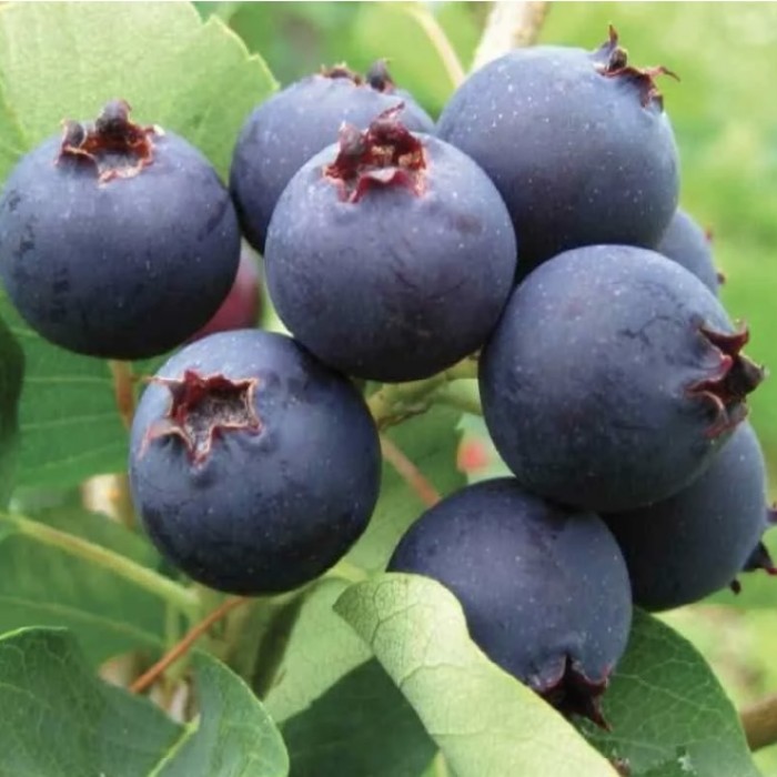 Ирга Хонивуд v5 Tim 