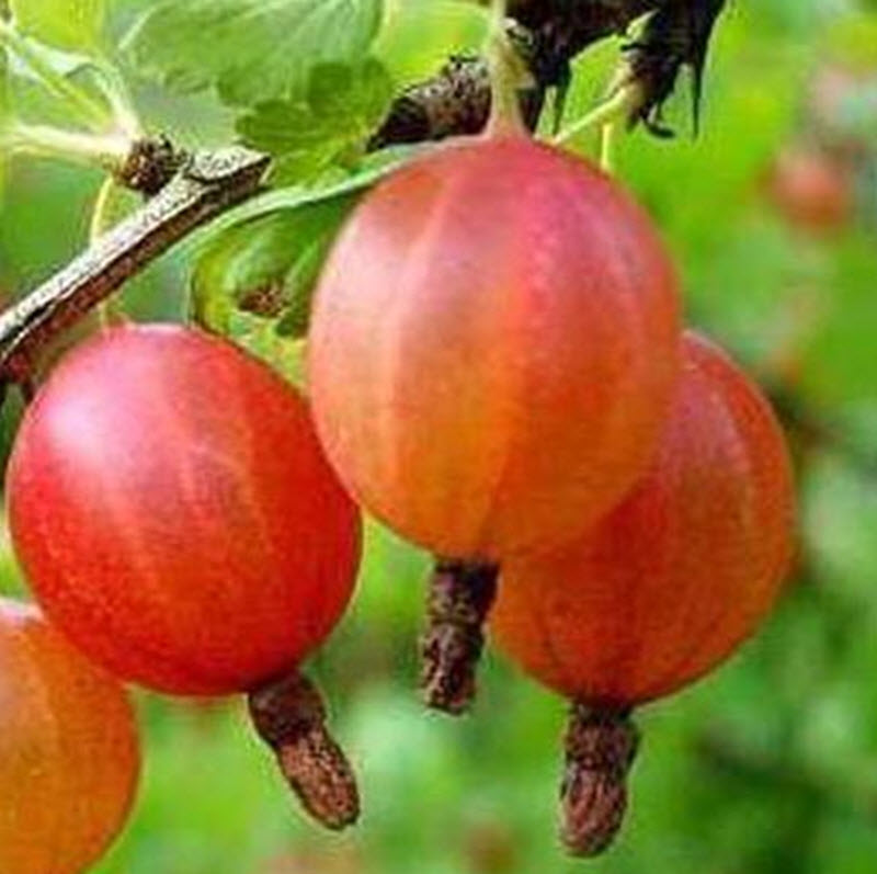 ОсновноеИзображение