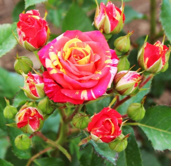 Роза спрей Файр Флеш C3,5 Н25-45 ЦО 